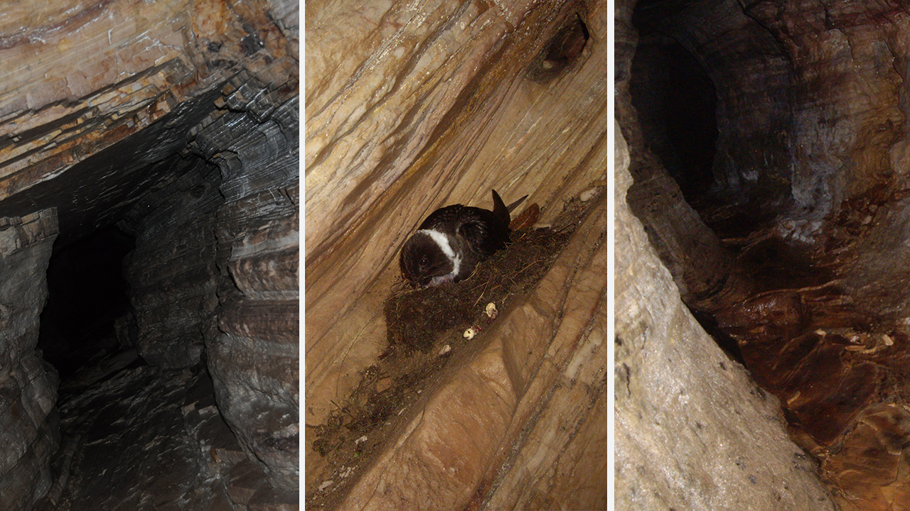 Destaque para o Ninho de Pássaro no Interior da Gruta do Sobradinho